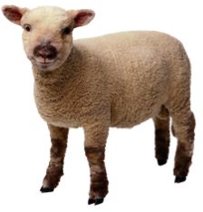 Practical Mathematics K6