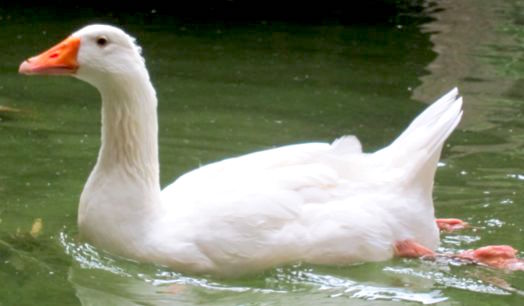 Statistics, Data Analysis and Probability K8