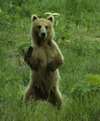 Statistics, Data Analysis and Probability K12