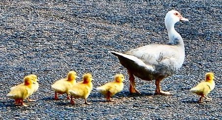 Practical Mathematics K9