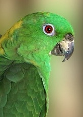 Practical Mathematics K11