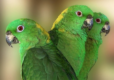 Practical Mathematics K9