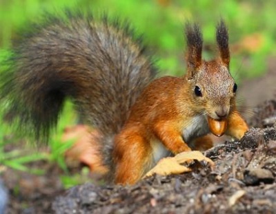 Statistics, Data Analysis and Probability K11