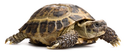 Practical Mathematics K9